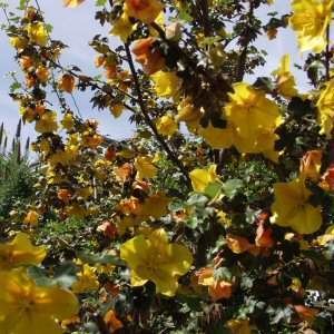 Fremontodendron mexicanum Fremontodendron mexicanum at San Marcos Growers