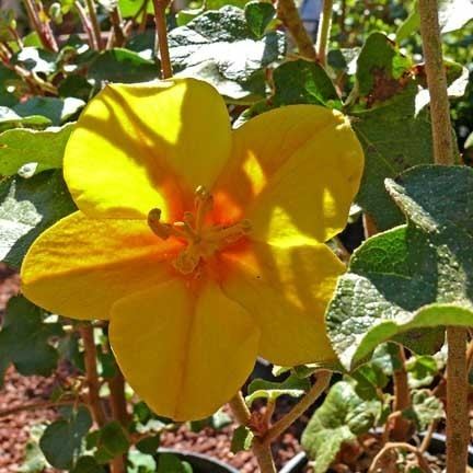 Fremontodendron mexicanum Fremontodendron mexicanum Mexican Flannelbush plant lust