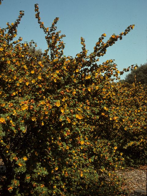 Fremontodendron mexicanum Fremontodendron mexicanum Mexican flannelbush NPIN