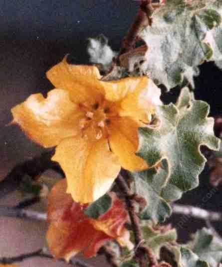 Fremontodendron mexicanum wwwlaspilitascomimagesgrid24122164simages