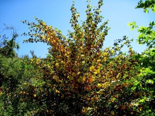 Fremontodendron mexicanum Mexican Flannelbush Fremontodendron mexicanum