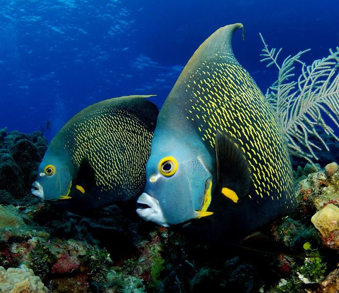 French angelfish Gems of the Caribbean The French Angelfish Reefscom