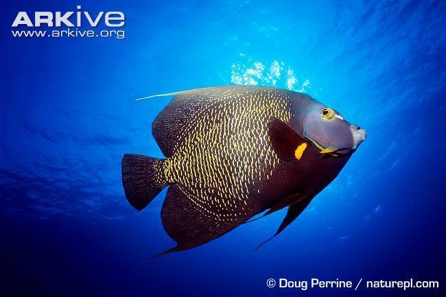 French angelfish French angelfish videos photos and facts Pomacanthus paru ARKive