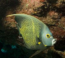 French angelfish httpsuploadwikimediaorgwikipediacommonsthu
