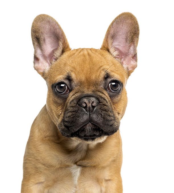 French Bulldog French Bulldog Dog Breed Information Pictures Characteristics