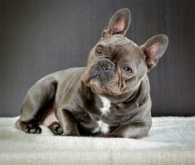 French Bulldog French Bulldog Dog Breed Information Pictures Characteristics