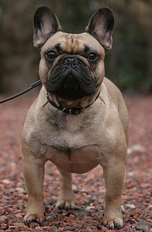 French Bulldog httpsuploadwikimediaorgwikipediacommonsthu