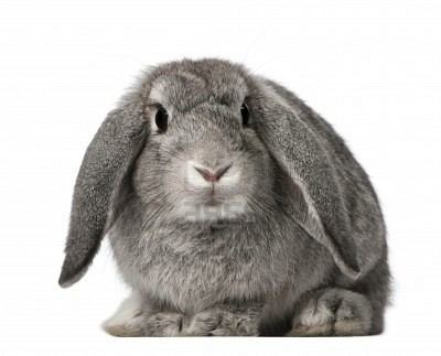 French Lop French Lop Rabbits USA Rabbit Breeders