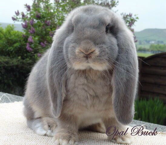 French Lop 1000 ideas about French Lop on Pinterest Bunny rabbit Baby