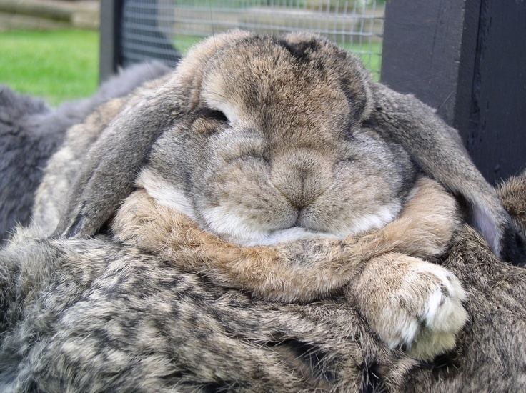 giant lop bunny