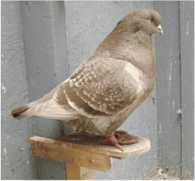 French Mondain French Mondain Pigeon Video and photos link Pigeon show Pacific