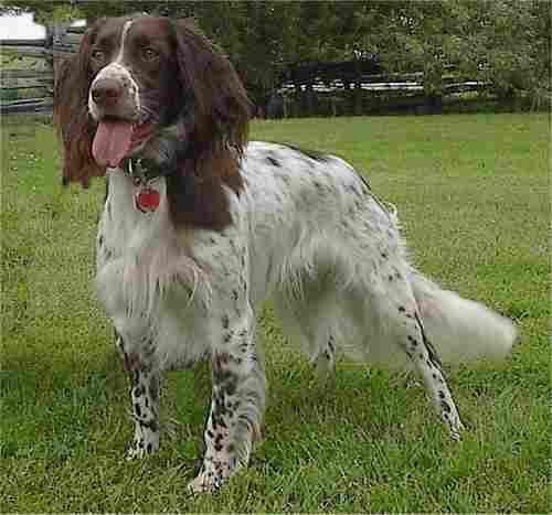 should i get a french spaniel