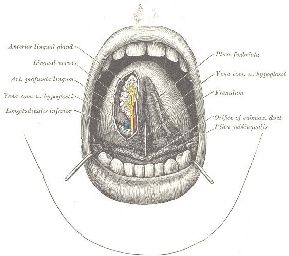 Frenulum of tongue