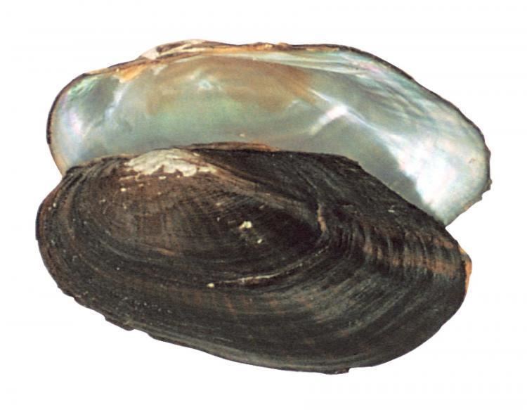 Freshwater bivalve Freshwater Mussels Facts MDC Discover Nature