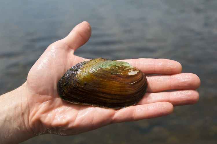 Freshwater bivalve wwwottawariverkeepercawpcontentuploads20150