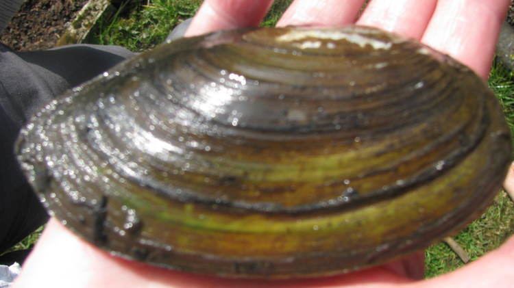 Freshwater bivalve NaturePlus ID freshwater mussel found in local canal