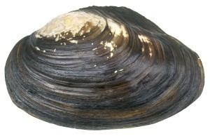 Freshwater bivalve The Xerces Society Freshwater mussels California floater