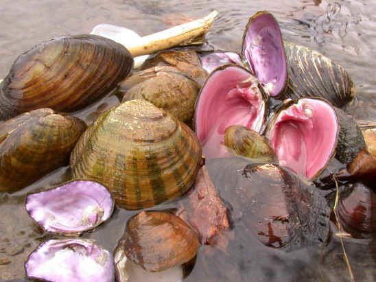 Freshwater bivalve The Mussel Bed