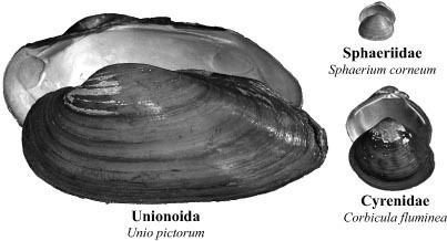 Freshwater bivalve MUSSELp Publications