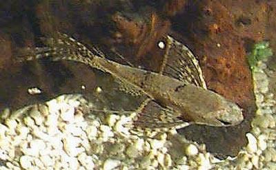 Freshwater butterflyfish African Butterflyfish Pantodon buchholzi Freshwater Butterflyfish
