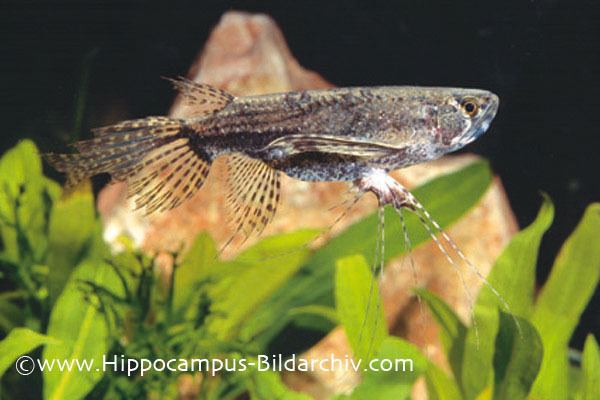 Freshwater butterflyfish wwwseriouslyfishcomwpcontentuploads201203P