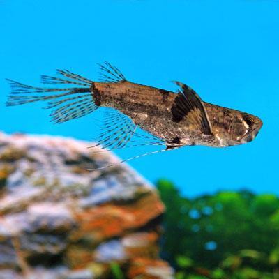 Freshwater butterflyfish African Butterfly Fish Pantodon buchholzi for Sale PetSolutions