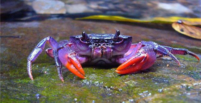 Freshwater crab Four New Species of Freshwater Crab Discovered Biology SciNewscom