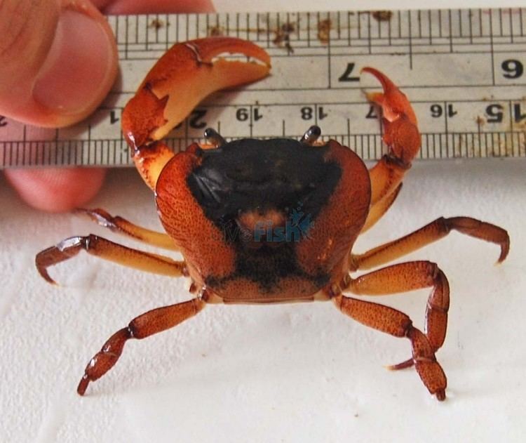 Freshwater crab Fresh Water Crab Holthuisana agassizi Australian Native Fish