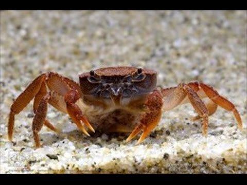 Freshwater crab httpsiytimgcomvik9pwURg9MIhqdefaultjpg