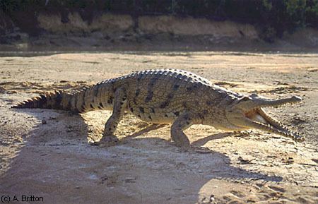 Freshwater crocodile AUSTRALIAN FRESHWATER OR JOHNSTONE39S CROCODILE