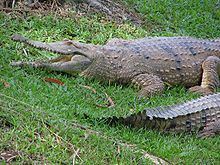 Freshwater crocodile httpsuploadwikimediaorgwikipediacommonsthu