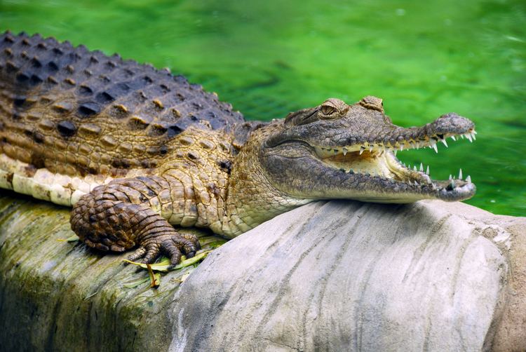 Freshwater crocodile Freshwater crocodile Wikiwand