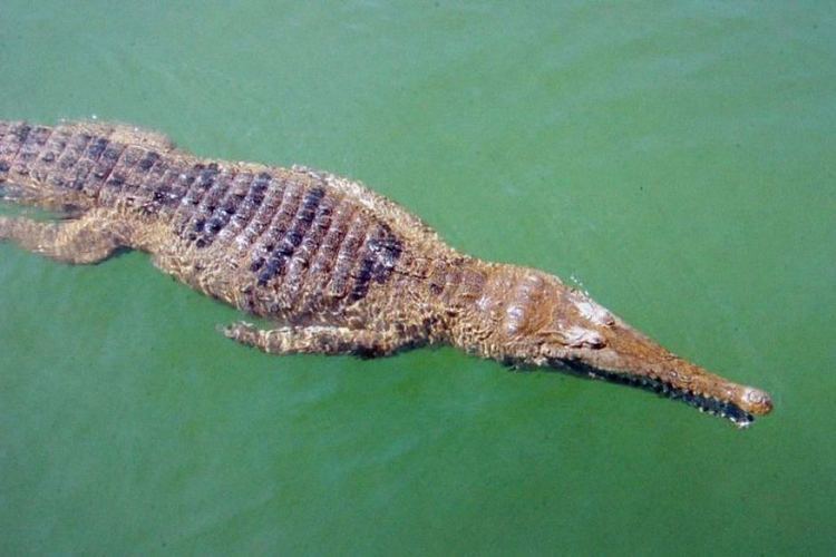 Freshwater crocodile Aggressive freshwater crocodile traps and bites swimmers at NT