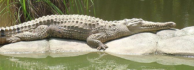 Freshwater crocodile Australia Zoo Reptiles