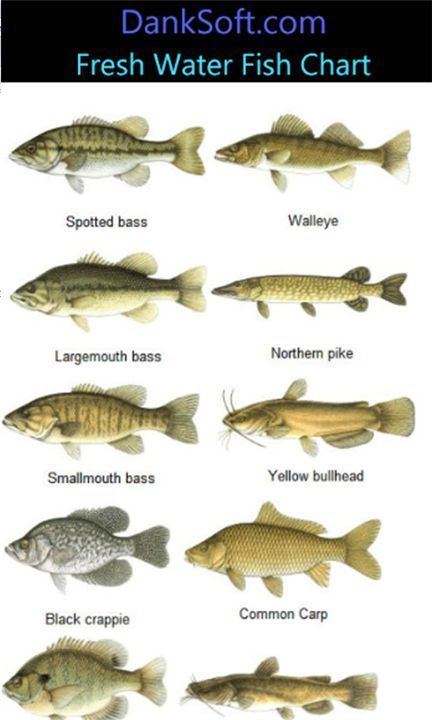 Freshwater fish - Wikipedia