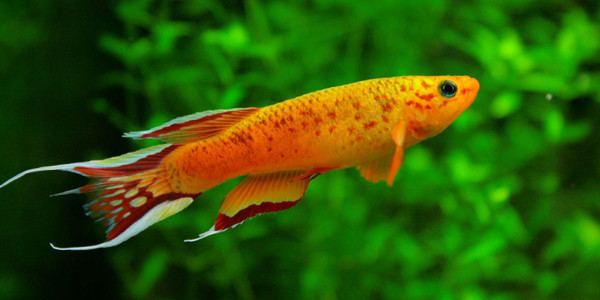 Freshwater fish 10 Most Colorful Freshwater Fish The Aquarium Guide