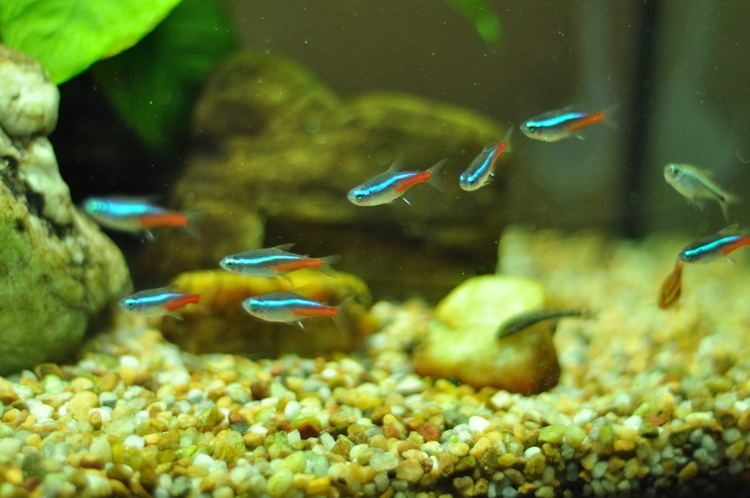Freshwater fish 13 Best Freshwater Fish For Your Home Aquarium Fish Keeping Advice