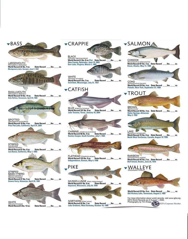 Freshwater fish 1000 ideas about Freshwater Fish on Pinterest Cichlids Aquarium