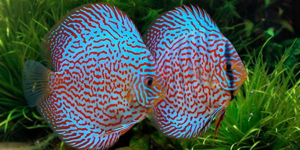 Freshwater fish 10 Most Colorful Freshwater Fish The Aquarium Guide