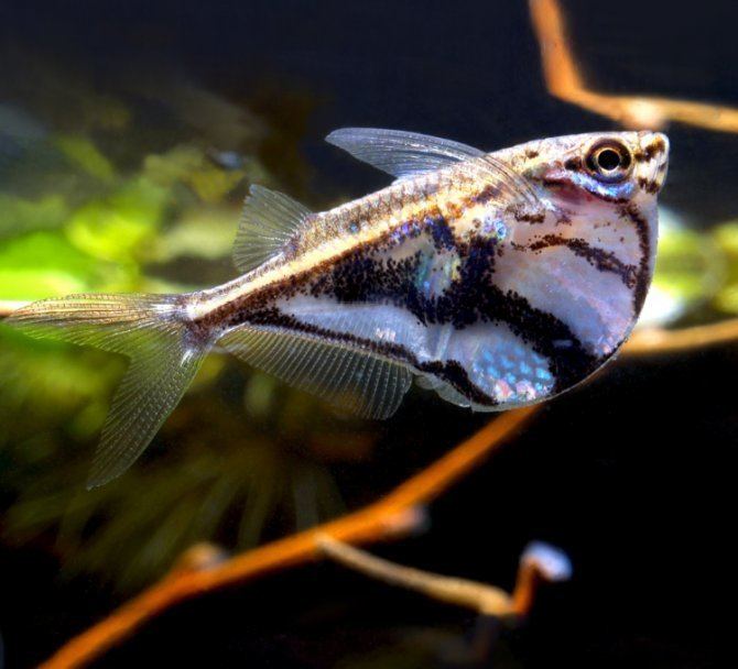 Freshwater hatchetfish httpsstatic1squarespacecomstatic56cc4852356