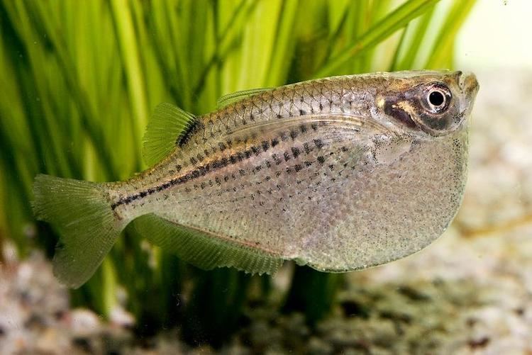 Freshwater hatchetfish Freshwater hatchetfish in aquarium photo and wallpaper Cute