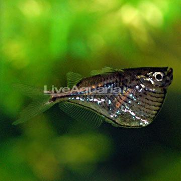 Freshwater hatchetfish Tropical Fish for Freshwater Aquariums Marthae Silver Hatchetfish