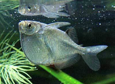 Freshwater hatchetfish Common Hatchetfish Silver Hatchetfish Gasteropelecus sternicla