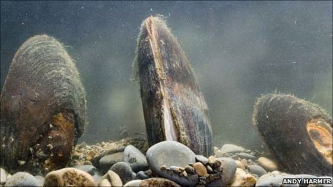 Freshwater pearl mussel Breakthrough39 in bid to save freshwater pearl mussels BBC News