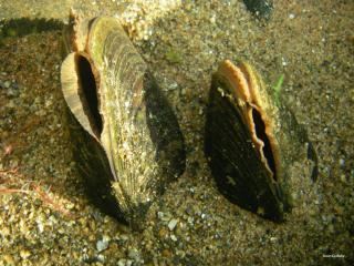 Freshwater pearl mussel The Impacts of River Engineering on the Freshwater Pearl Mussel in