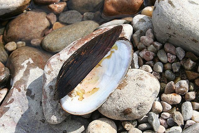 Freshwater pearl mussel FileA freshwater pearl mussel on the banks of the Spey geograph