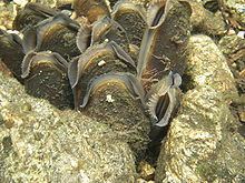 Freshwater pearl mussel httpsuploadwikimediaorgwikipediacommonsthu