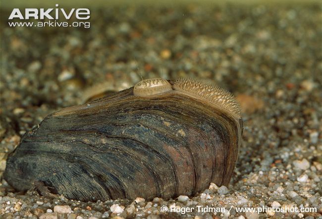 Freshwater pearl mussel Freshwater pearl mussel videos photos and facts Margaritifera