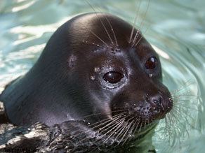 Freshwater seal 1000 images about FOCAS SEALS on Pinterest Baby harp seal