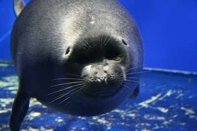 Freshwater seal Lake Baikal It is the most perfect habitat in the world for seals